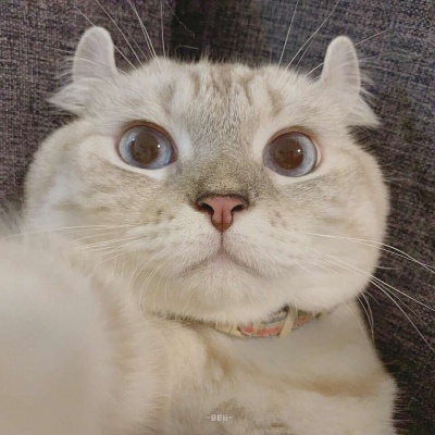 沈倦/可爱猫咪头像