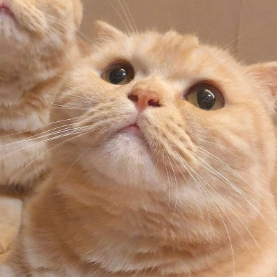 沈倦/可爱猫咪头像