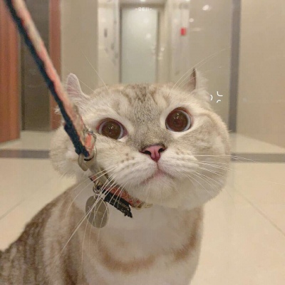 沈倦/可爱猫咪头像