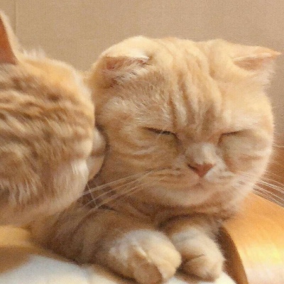 沈倦/可爱猫咪头像