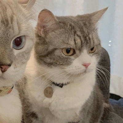 沈倦/可爱猫咪头像