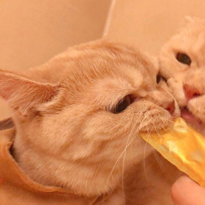 沈倦/可爱猫咪头像