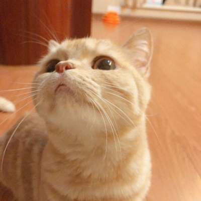 沈倦/可爱猫咪头像