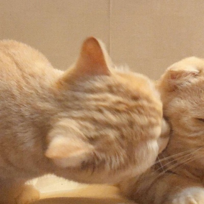 沈倦/可爱猫咪头像