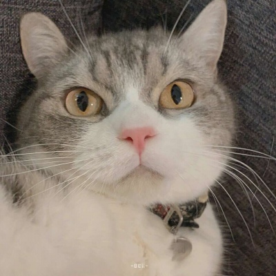 沈倦/可爱猫咪头像