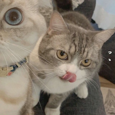 沈倦/可爱猫咪头像