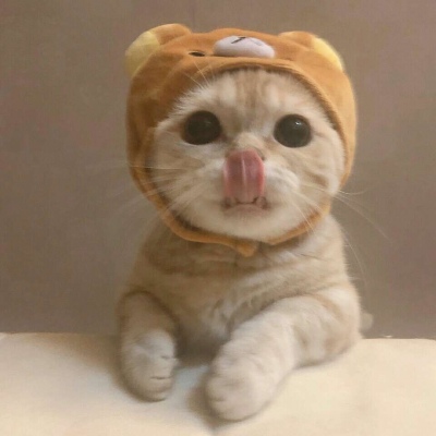 沈倦/可爱猫咪头像