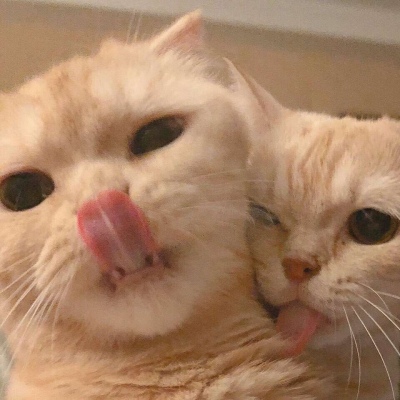 沈倦/可爱猫咪头像