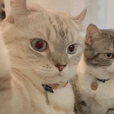 沈倦/可爱猫咪头像