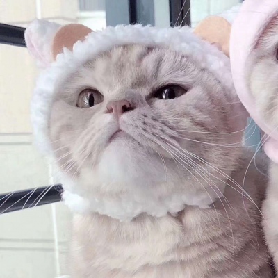 可爱的小猫情侣头像#你知道我为什么单身那么久吗？因为一直没有遇见你。