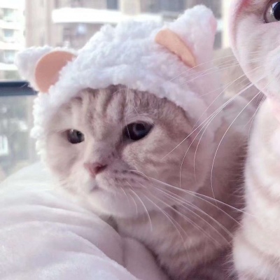 可爱的小猫情侣头像#你知道我为什么单身那么久吗？因为一直没有遇见你。
