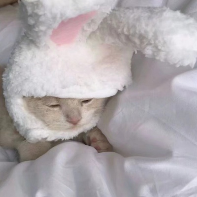 可爱的小猫情侣头像#你知道我为什么单身那么久吗？因为一直没有遇见你。