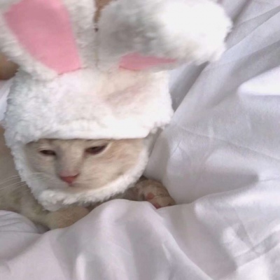 可爱的小猫情侣头像#你知道我为什么单身那么久吗？因为一直没有遇见你。
