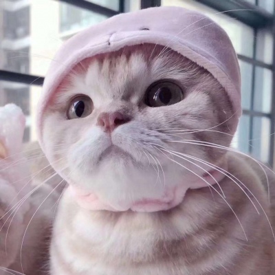 可爱的小猫情侣头像#你知道我为什么单身那么久吗？因为一直没有遇见你。