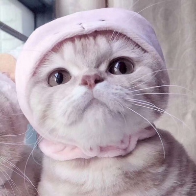 可爱的小猫情侣头像#你知道我为什么单身那么久吗？因为一直没有遇见你。
