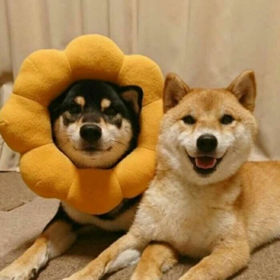 动物情头