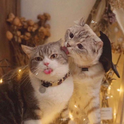 猫咪情头