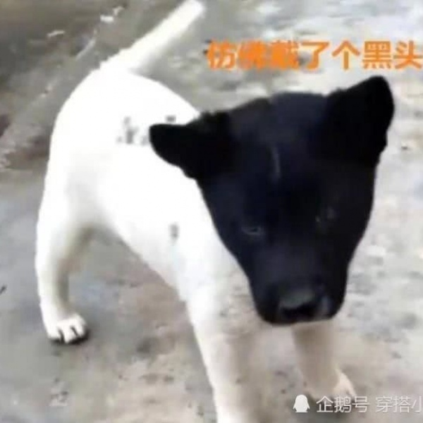 酒仙♀?沙雕情头/对你都是满满的爱吖?