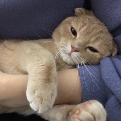 千鹤/猫咪情头/眉眼所致，皆是山河