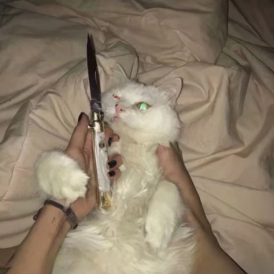 千鹤/猫咪情头/眉眼所致，皆是山河