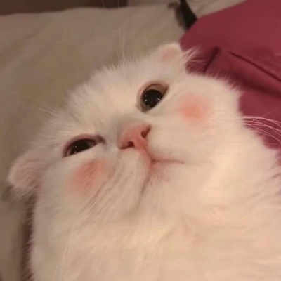 千鹤/猫咪情头/眉眼所致，皆是山河