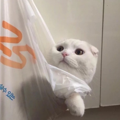 千鹤/猫咪情头/眉眼所致，皆是山河