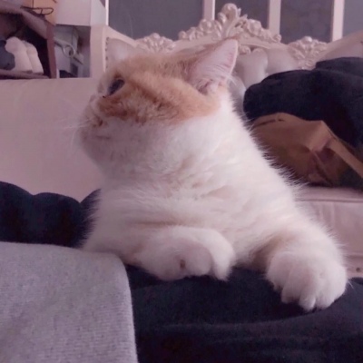 千鹤/猫咪情头/眉眼所致，皆是山河