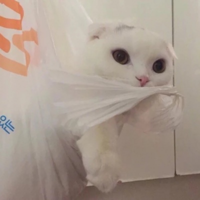 千鹤/猫咪情头/眉眼所致，皆是山河