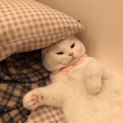 千鹤/猫咪情头/眉眼所致，皆是山河