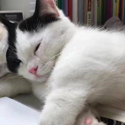 千鹤/猫咪情头/眉眼所致，皆是山河