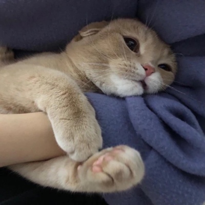 千鹤/猫咪情头/眉眼所致，皆是山河