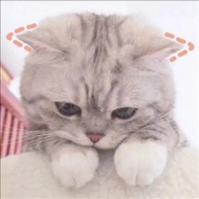 千鹤/猫咪情头/眉眼所致，皆是山河