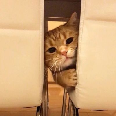 千鹤/猫咪情头/眉眼所致，皆是山河