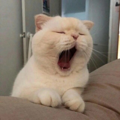 千鹤/猫咪情头/眉眼所致，皆是山河