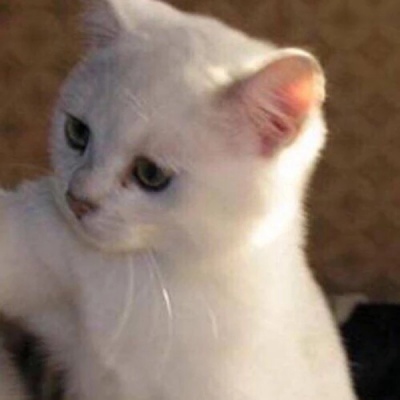 千鹤/猫咪情头/眉眼所致，皆是山河