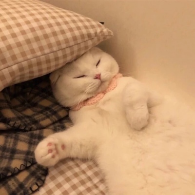 千鹤/猫咪情头/眉眼所致，皆是山河
