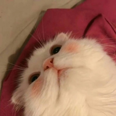 千鹤/猫咪情头/眉眼所致，皆是山河