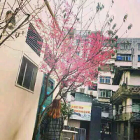 谎话说给耳朵却让眼泪动容