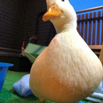 尜尜 沙雕头像      一定要快乐鸭