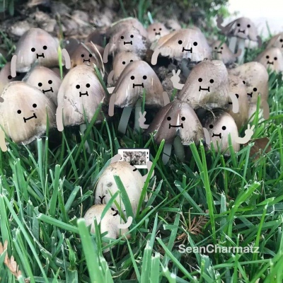 可爱图片自取呢