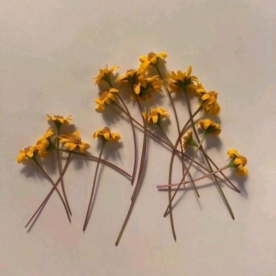 背景图/花开若相惜 花落莫相离.