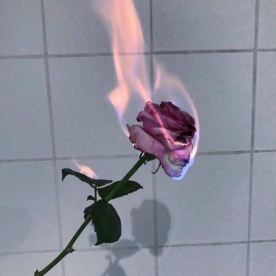 玫瑰背景图 若是你心怀旧梦，就别再无疾而终