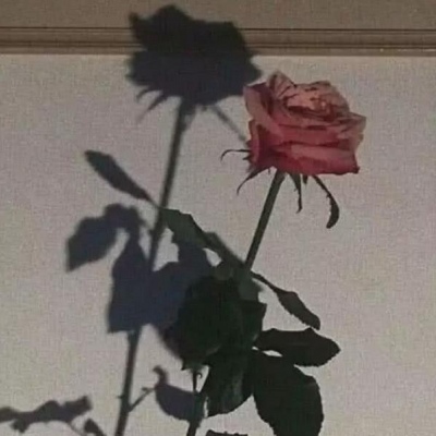 玫瑰背景图 若是你心怀旧梦，就别再无疾而终