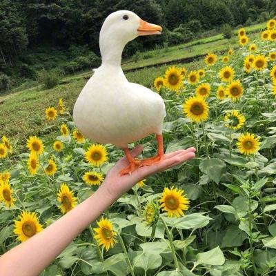 只爱你鸭！（！！！）