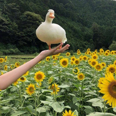 只爱你鸭！（！！！）