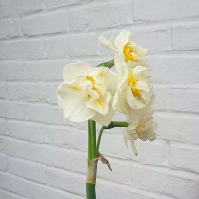 简约花朵系列背景图