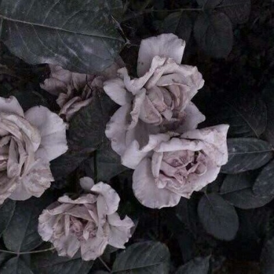 沐糖/仙 幽 静 美聊天壁纸