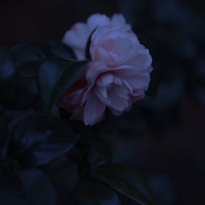 唯美蓝色风景线 戎马一生