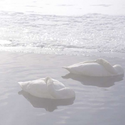 唯美梦幻天鹅湖