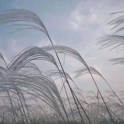 背景壁纸 | ins风，阳光灿烂的早晨唯有白色让人心安